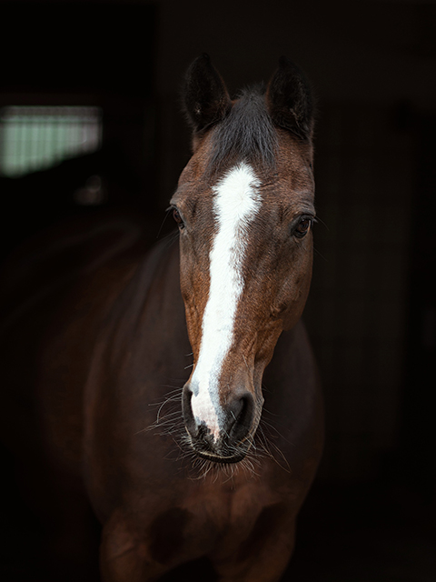 Unicorn Schulpferd des RFS Sieversen